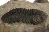 Prone Reedops Trilobite - Atchana, Morocco #310259-3